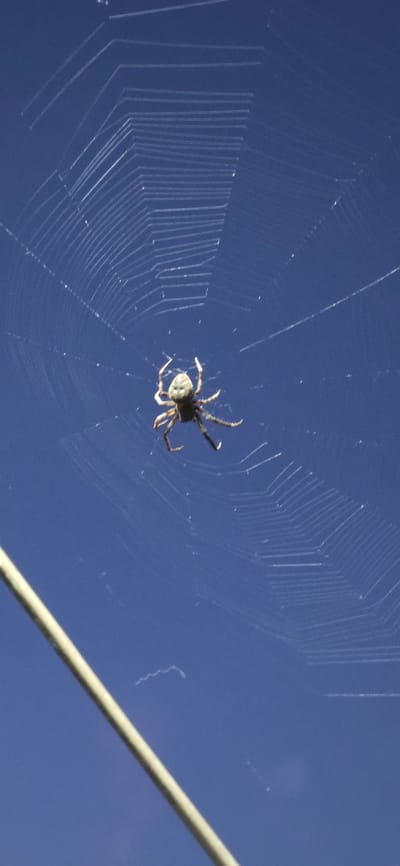 This media file depicts a spider on its web against a clear blue sky. The spider, positioned in the center of the frame, is dark-colored with visible legs and a lighter-colored abdomen. The intricate structure of the spiderweb is clearly visible, with radial threads and concentric or spiral threads. A thin, light-colored pole or rod runs diagonally across the lower right portion of the image, partially obscuring the web and sky. The overall scene suggests an outdoor setting, possibly during daylight hours given the bright blue sky. No people or text are visible in the image. The setting appears to be natural, with the spider's web being the central focus. The image is sharp and detailed, highlighting the fine threads of the web and the spider's form. The blue sky provides a contrasting backdrop that makes the white threads of the web stand out. The light pole suggests a man-made element in the otherwise natural scene, but its purpose or context is not clear from the image alone.