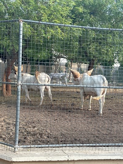 A medium shot captures two white cattle with prominent, curved horns standing within a fenced enclosure. The enclosure is made of wire mesh and metal posts, with a concrete base visible in the foreground. The ground within the enclosure is covered in dirt and scattered debris. Behind the cattle, lush green trees and foliage form a dense backdrop, suggesting an outdoor environment. In the distance, another animal, possibly a donkey or a lighter-colored cow, is partially visible. The lighting suggests daytime, with the sun casting shadows. The scene appears to be located in an animal enclosure or a zoo, possibly in Batagarawa, Nigeria, given the context.