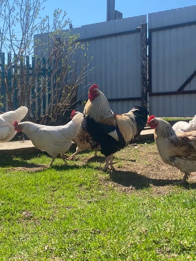 The image shows a group of chickens and a rooster in a grassy outdoor area in Узяр, Russia. A metal fence and budding trees are visible in the background under a clear blue sky.