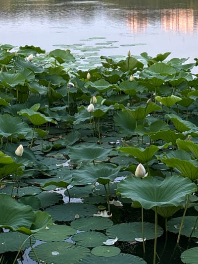 The image depicts a tranquil pond filled with numerous lotus plants. The pond is located in Ansan, South Korea. The water's surface is partially obscured by large, vibrant green lotus leaves, some of which are floating and others rising above the water on thick stems. Several white lotus buds are visible, some tightly closed and others just beginning to unfurl, interspersed among the foliage. The water reflects the soft, muted colors of the sky and distant structures, creating a serene and peaceful atmosphere. The scene is devoid of any people or visible wildlife. The overall impression is one of natural beauty and quietude within an urban setting.