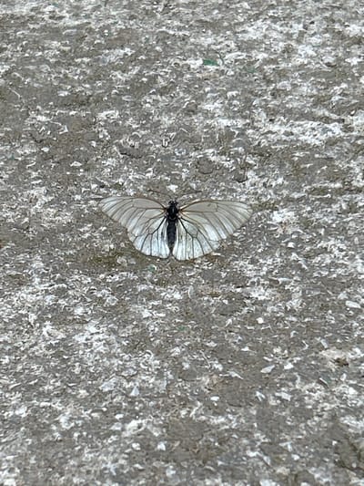 A white butterfly with black veins on its wings rests on a textured, gray, concrete surface. The butterfly is positioned in the center of the frame, with its wings spread open, revealing intricate patterns. The concrete surface is rough and uneven, with various shades of gray and white. The image was captured in Staro Selo, Bulgaria.