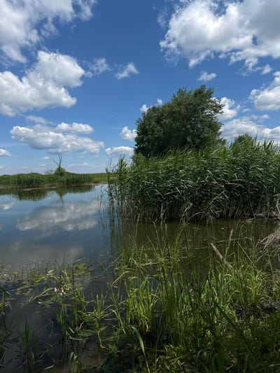 The image depicts a tranquil scene by the water in Буркоўскі сельскі Савет, Belarus. A calm body of water reflects the blue sky dotted with fluffy white clouds. On the right side of the water, tall green reeds and grasses grow, creating a dense embankment. A large tree stands further back on the left bank, surrounded by more reeds and vegetation. In the distance, a bare, dry tree stands against the horizon. The water itself has patches of lily pads and a few small pink flowers. The overall impression is one of a peaceful natural landscape.