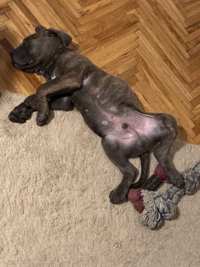 A brindle-colored puppy sleeps on its back on a cream-colored shag rug. The puppy is on a wooden floor with a herringbone pattern. The puppy's belly is exposed, showing several nipples and some pinkish skin. Two dog toys, a rope toy with blue and gray accents and a smaller red toy, are partially visible next to the puppy's paws. The background is blurred, but the wooden floor is clearly visible. The scene appears to be an indoor setting, likely a home. The image does not provide any information about its location in the city of Apatin Municipality, Serbia.