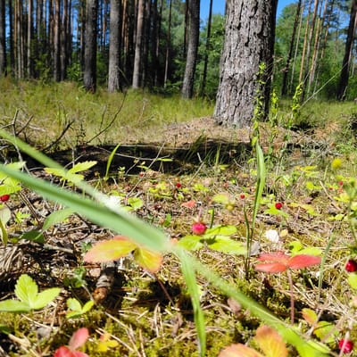 The image depicts a low-angle view of the forest floor in Skuķīši, Latvia. The scene is dominated by the presence of numerous wild strawberries, with bright red berries visible amongst green leaves and red-tinged foliage. The ground is covered with moss, pine needles, and fallen twigs. In the background, tall pine trees create a dense forest canopy, with sunlight filtering through, creating dappled light and shadows. A large pine tree trunk is prominently positioned to the right of the frame. The overall environment is natural and suggests a woodland setting during a sunny day. There are no people or animals visible in the image.