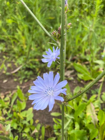 The image shows a close-up view of two light purple chicory flowers in bloom, set against a blurred background of green foliage and dark soil. The flowers are delicate, with thin, pointed petals and a detailed center. One flower is in sharp focus in the foreground, while the other is slightly out of focus behind it. The stems of the flowers are visible, as are some buds and leaves. The scene appears to be an outdoor natural setting, possibly a field or garden. No people or specific landmarks are visible in the image. The location specified as Нагаево, Russia, does not provide any visual context within the image itself.