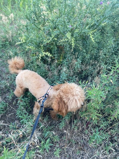 A tan poodle mix dog on a leash sniffs the ground in a grassy, overgrown area. The dog is wearing a colorful patterned collar. The background consists of dense green foliage, some of which appears to be thorny bushes with small purple flowers. The ground is covered with dry grass and green weeds.