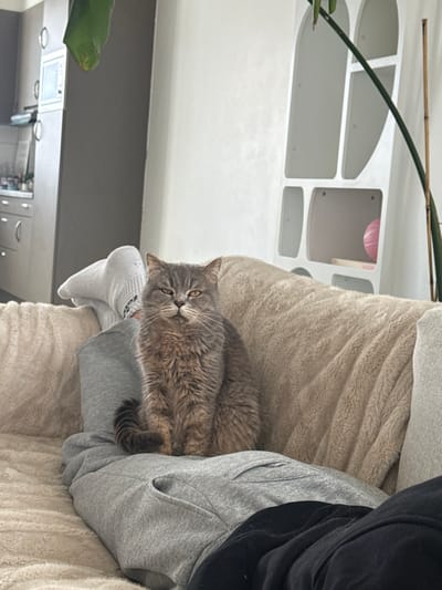 The scene depicts an interior domestic setting in Tielrode, Belgium. A grey-brown domestic cat, with dense fur and amber eyes narrowed at the viewer, is seated upright on the lap of an individual. The individual's lower extremities are visible, wearing light grey sweatpants and white socks on the visible left foot, resting on a textured, light beige upholstered surface, likely a sofa or blanket-covered seating. To the left of the frame, a modern kitchen area is partially visible, featuring dark grey cabinetry, a white wall-mounted appliance, and various items on a countertop. To the right, a white wall backs a distinct white shelving unit with multiple curved compartments. A pink spherical object and a light-colored book are contained within one compartment of the shelf. A tall, slender green plant stem extends vertically on the far right.