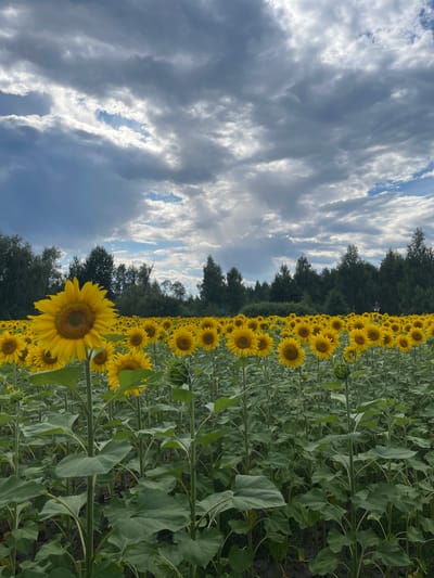 A field of sunflowers extends to the horizon under a cloudy sky in Maklaivka, Ukraine. The sunflowers, in various stages of bloom, are arranged in neat rows, with their large yellow petals and brown centers clearly visible. In the foreground, a single sunflower stands tall, its face turned towards the sky. The background is a dense line of trees, suggesting a rural or park-like setting. The sky is dramatic, with patches of blue peeking through heavy grey clouds, indicating a transition in weather. There are no people or animals visible in the image. The scene is peaceful and natural, with the sunflowers being the dominant subject.