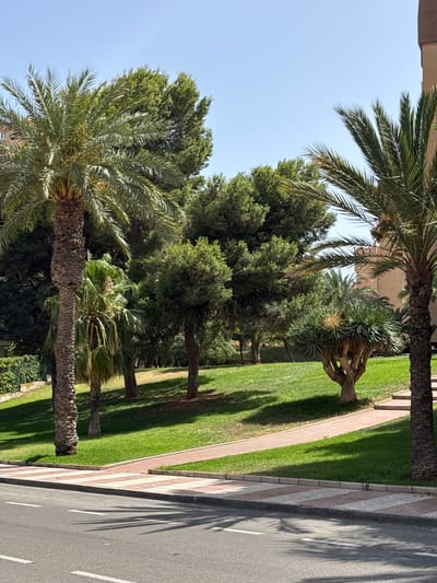 The image depicts a park area in Campillo Del Moro, Spain, on a clear, sunny day. In the foreground, a section of an asphalt road with white lane markings is visible, bordered by a sidewalk featuring a decorative pattern of red and white tiles. Beyond the sidewalk, a neatly manicured green lawn slopes upwards, dotted with trees and palm trees.

Prominently featured are two large palm trees: one on the left, with a thick, textured trunk and broad fronds reaching towards the sky, and another on the right, partially framing the scene. Between them, a variety of other trees, including coniferous trees with dense foliage and a unique dragon tree with a multi-branched trunk and spiky leaves, contribute to the lush, green environment. A red-tiled pathway winds through the lawn, leading towards a set of steps ascending the slope. In the background, a multi-story building with a light brown facade is partially visible, suggesting an urban or residential setting adjacent to the park. The scene is illuminated by bright sunlight, casting distinct shadows of the palm fronds across the road and lawn. No people are present in the image.