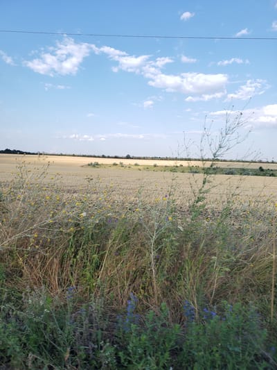 An outdoor shot captures a dry field of wheat under a partly cloudy sky. In the foreground, tall green grasses and wildflowers in hues of yellow and blue dot the landscape. A power line stretches horizontally across the top of the frame, bisecting the blue sky and white clouds.