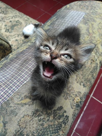 A young domestic feline kitten, featuring grey and brown tabby fur, is depicted in an indoor environment located in the city of Fort McKay, Canada. The kitten stands upright on a light-colored upholstered surface, likely a sofa cushion, adorned with a subtle patterned design and exhibiting minor wear. Its head is tilted slightly upwards, and its mouth is open wide, revealing the pink interior and small teeth, indicative of a vocalization. The eyes are open and appear light green. Long white whiskers extend from the muzzle. To the upper left, a small, white, fuzzy object, consistent with a cat toy, rests on the patterned upholstery. A section of red tiled flooring with light-colored grout lines is partially visible in the background.