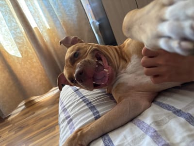 A tan-colored pit bull-type dog is lying on a bed with a white and lavender plaid-patterned sheet. The dog is on its back, exposing its pink tongue and teeth in a wide, seemingly playful expression. A person's hand and part of their arm are visible, positioned near the dog's chest/belly, seemingly interacting with the animal. The background includes light tan curtains and a light wood-colored floor. The location is not identifiable from the image.