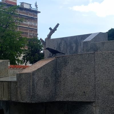 In the city of El Limón, Venezuela, a black bird stands on a textured grey concrete wall. The bird, facing left, appears to be pecking at something on the wall, possibly a crumb or insect. Its wings are partially extended as it balances on its two legs. Behind the bird, a large, dead tree branch juts upwards at an angle. Further in the background, a tall, multi-story building with visible windows and air conditioning units is partially obscured by lush green trees. The sky above is a light blue with scattered white clouds. The scene is an outdoor urban environment.
