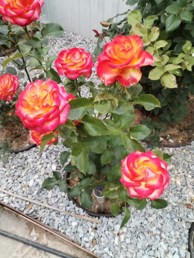 The image shows a cluster of hybrid tea roses with bi-colored petals in shades of red and yellow. The roses are in full bloom, with some buds visible. They are planted in a garden bed covered with grey gravel. A white wooden fence is visible in the background. The lighting suggests it is daytime. No people or animals are present in the image. The setting appears to be a residential garden, possibly in Lepeshki, Russia, based on the provided context.