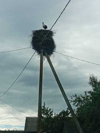 A stork stands in its large nest atop a telephone pole in the village of Klinotsky Sel'ski Sovet, Belarus. The nest is made of twigs and grass and is situated on two wooden poles that support it. The stork is facing left, with its head held high. The sky is cloudy and gray. In the background, there are trees and the roof of a house. The image appears to be taken from a low angle, looking up at the nest and the stork.