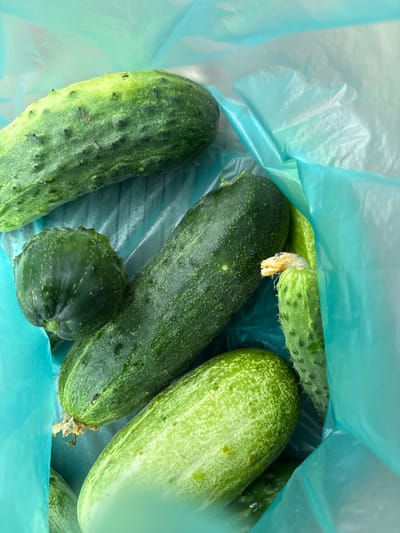 The image shows a close-up view of several cucumbers, some with attached flowers, inside a bright blue plastic bag. The cucumbers vary in size and ripeness, with some exhibiting a darker green hue and others a lighter green with white speckles. The bag appears to be made of thin, crinkled plastic, possibly a grocery bag. The cucumbers are arranged in a natural, organic manner, suggesting they have recently been harvested or purchased. The lighting is bright and direct, casting subtle shadows on the cucumbers and the bag. The overall impression is one of fresh produce, possibly from a garden or a local market. The image does not contain any information about the city of Siniy Gay, Russia, nor does it depict any people or specific actions.