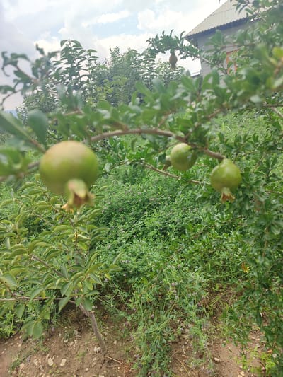 The image shows a close-up of unripe green pomegranates hanging from a tree branch. The pomegranates are round and have a smooth texture. They are surrounded by lush green leaves. In the background, there is dense vegetation, a small building with a corrugated metal roof, and a cloudy sky. The scene appears to be outdoors in a rural or garden setting. The location is identified as Жаңы-Абад, Kyrgyzstan.