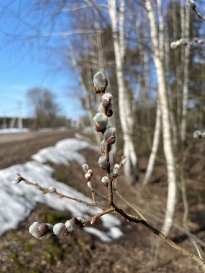 The image displays a close-up of a branch with pussy willow catkins set against an out-of-focus rural background, consistent with an early spring scene in the Voronino, Russia area. The primary subject, a woody branch positioned in the foreground, features multiple ovoid, fuzzy grey catkins, many exhibiting reddish-brown bud scales at their bases. These catkins are sharply focused.
In the mid-ground and background, the scene is blurred. To the left, a light-brown dirt or gravel road curves gently, with irregular patches of melting snow visible along its immediate edge on the brown earth. Further along the road, indistinct dark structures, possibly utility poles or bare trees, are discernible. To the right, multiple slender trees with light-colored, likely white, bark stand vertically. A dense line of bare trees forms a blurred horizon line beyond. The upper portion of the image shows a clear, bright blue sky. No people or animals are present.