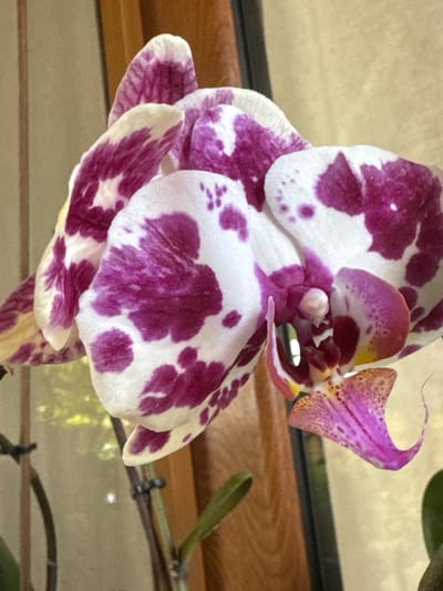 This is a close-up, vertical, eye-level, medium shot of a blooming orchid. The orchid has white petals with irregular splotches of vibrant pink and purple. The central parts of the flower display delicate shades of yellow and pink. The background consists of a textured, light brown wall and a wooden surface, suggesting an indoor setting. The orchid is illuminated by natural light, casting soft shadows. There are no people or animals present in the image. The image is a photograph taken in Veselina, Bulgaria.
