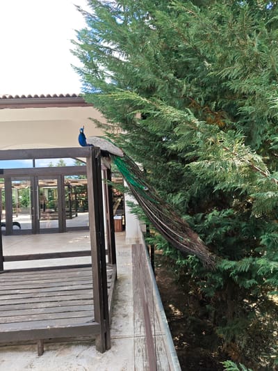 A peacock perches on a dark wooden structure next to a tall evergreen tree. The structure seems to be part of a porch or balcony. The bird's blue head and neck are prominent, and its long tail feathers hang down towards the tree. In the background, there is a building with glass doors. The image was taken in Krasnovo, Bulgaria.
