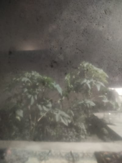 The image, taken in Навобод, Tajikistan, displays a slightly hazy outdoor scene featuring two small trees with large, green, palmate leaves. The trees are positioned in the center of the frame, with the left tree appearing slightly larger and more dense than the one on the right. The foliage is the primary subject, rendered in shades of green and dark tones. The background is indistinct, suggesting an out-of-focus environment with muted colors, possibly indicating a building or outdoor structure. The foreground shows a blurry, light-colored horizontal surface, likely a ledge or pathway, with some dark, textured elements to its right. The overall image quality is soft, with a noticeable amount of grain or dust, particularly in the upper portion of the frame, obscuring finer details.