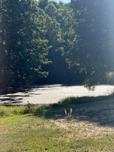 An outdoor, natural scene is depicted in this image. The foreground is a grassy area with patches of sandy soil and some sparse vegetation. Two tall, slender plants with feathery tops are visible in the center of the foreground. Beyond the grassy area is a body of water, which appears to be a pond or lake, covered with a light-colored film or debris, with darker areas indicating open water or shadows. The water is bordered by a strip of tall grass along the bank. The background is dominated by a dense canopy of lush green trees, which form a dark, shadowy wall. The sunlight filters through the leaves, creating dappled patterns and highlights on the trees and the water's surface. The sky is a pale blue, visible in small patches through the tree cover at the top of the image. The scene suggests a peaceful, undeveloped natural environment, likely a park or a rural landscape, located within the Кліноцкі сельскі Савет in Belarus. There are no people or animals visible in the image.