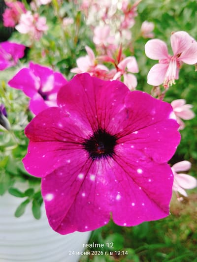 This is a close-up, vertical, eye-level, outdoor photograph of vibrant fuchsia petunias with white speckles on their petals. The focus is on a single, large petunia flower in the foreground, showcasing its intricate dark center and delicate veins. Several other fuchsia and pale pink flowers, along with green foliage, are visible in the blurred background, creating a soft bokeh effect. The lighting suggests it's daytime, possibly sunny, with the flowers appearing well-lit. The setting is a garden or a planter, indicated by the presence of greenery and what appears to be the edge of a white pot on the left side of the frame. There are no people or animals present.

The bottom right corner of the image contains text, likely a timestamp and device name from a mobile phone. It reads "realme 12" and below it, "24 июня 2026 г. в 19:14". This indicates the photograph was taken on June 24, 2026, at 19:14, which is in the early evening. The location context provided places this scene in Oseyevo, Russia. The overall mood is serene and natural, highlighting the beauty of the flowers.