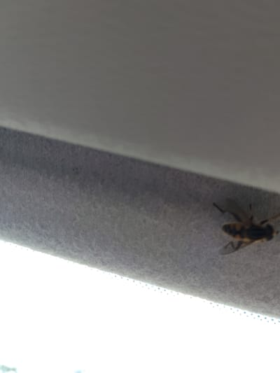 A hoverfly, identified as a species of Eristalis, is resting on a grey, textured surface, likely the interior of a vehicle. The fly is positioned towards the right side of the frame, with its body facing left and its wings extended slightly. It has a dark body with yellowish-brown stripes on its abdomen and appears to be an adult specimen. The background consists of a smooth, lighter grey surface that transitions into a brightly lit area, suggesting an outdoor environment visible through a window. The overall scene is static, with no visible actions or interactions. The location is Bilyaivka, Ukraine.