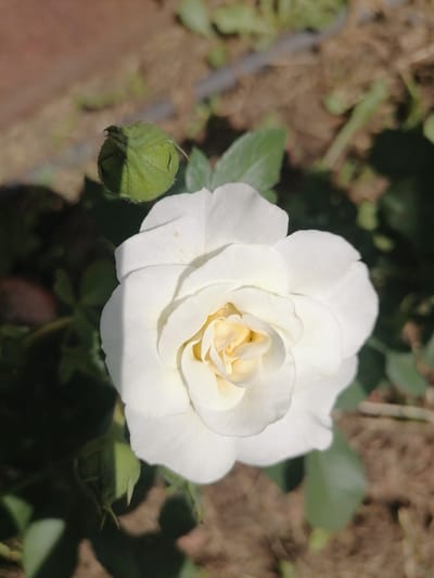 A white rose with pale yellow undertones is in full bloom, its petals gently unfurling. To the left of the rose, a green rosebud is visible, still tightly closed. The flower is set against a backdrop of blurred green leaves and brown earth, suggesting an outdoor garden setting. The lighting indicates it is daytime, with sunlight casting shadows on the petals and the surrounding foliage. The image appears to have been taken in Lobkovo, Russia.