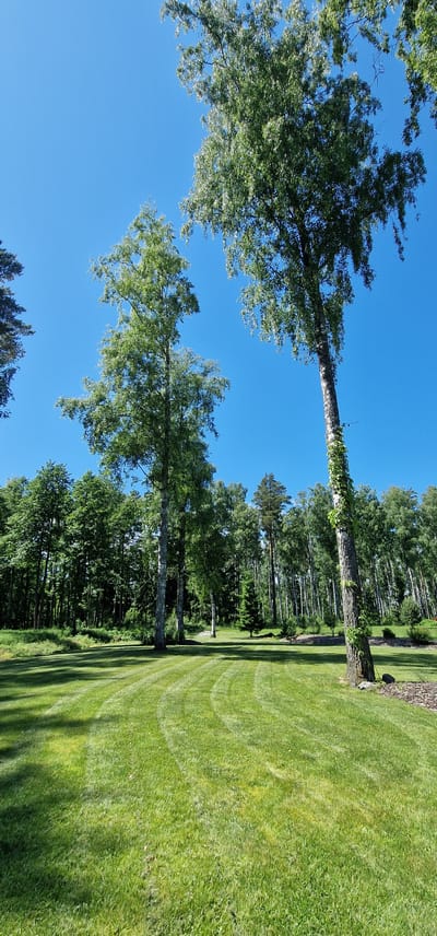 An outdoor, low-angle vertical shot captures a bright, sunny day with a clear, vivid blue sky dominating the upper portion. In the foreground, a neatly mowed green lawn displays distinct circular mowing patterns, indicating recent maintenance. Several tall trees with lush green foliage are distributed across the frame. Two prominent trees stand in the mid-ground and right foreground, with the tree on the right having ivy climbing its trunk. Behind these, a dense line of mixed trees forms a backdrop, suggesting a forested area or park. The overall scene evokes a sense of tranquility and natural beauty. The location is the city of Saulkrasti, Latvia.