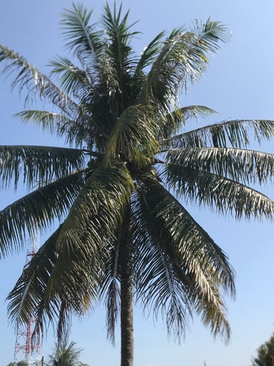 The image depicts a low-angle view of a palm tree against a clear blue sky. The trunk extends upwards, partially obscured by the fronds. The leaves are green and appear to be swaying slightly, suggesting a gentle breeze. In the background, a structure is visible, indicating a potential location in or near the city of Beunyot, Indonesia. The overall composition suggests a tropical or coastal environment.