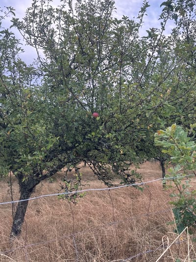 The image depicts an outdoor scene, possibly in Wadern, Germany, featuring an apple tree laden with green leaves and a single red apple. The tree is situated in a dry, grassy field, with a wire fence in the foreground. The sky is overcast with clouds. The overall impression is of a rural landscape.