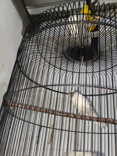 The image shows a white bird perched on a wooden rod inside a black metal birdcage. The bird is facing left and appears to have some gray markings on its head and wings. The birdcage has a rounded top and is made of thin vertical bars. In the background, a white wall is visible. There are also yellow objects, possibly toys or food, visible at the top of the cage. The scene is indoors, likely in a home or pet store. The image is taken from a slightly elevated angle. There is no visible indication of the location being in Barengkrajan, Indonesia.