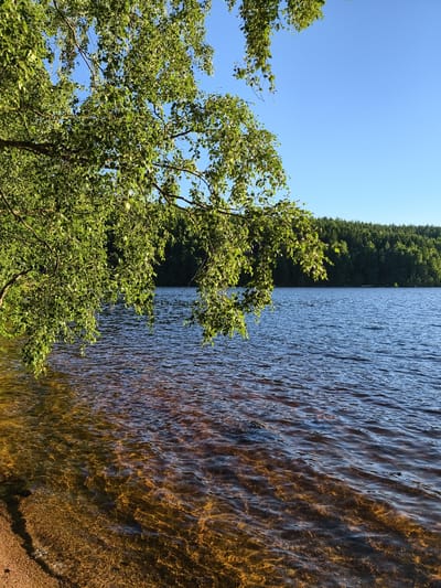 A wide shot shows a serene lake scene at what appears to be a late afternoon or early evening, given the warm, golden light. In the foreground, a sandy shore leads to clear, shallow water, revealing the sandy bottom with ripples distorting the view. Overhanging branches of a deciduous tree, laden with vibrant green leaves, frame the left and top portions of the image, casting dappled shadows on the water.
The lake itself is a deep blue, with gentle waves creating a textured surface. Across the water, a dense, dark green forest lines the horizon, suggesting a natural, undeveloped landscape. The sky above is a clear, bright blue, indicating fair weather. There are no people or man-made objects visible in the frame, contributing to the tranquil and natural feel of the scene. The overall mood is peaceful and idyllic, evoking a sense of calm and natural beauty. No text is visible. The location context is Skriketorp, Sweden.