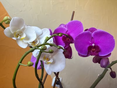 This media file is a close-up, eye-level shot of several orchid blooms and buds against a textured, light-colored background with an orange-toned area on the right. The subjects are a cluster of Phalaenopsis orchids, showcasing both vibrant purple and pure white flowers, along with several green buds. The purple orchids are in the foreground and on the left side of the image, with large, distinct petals. The white orchids are positioned to the right and slightly behind the purple ones, featuring delicate, intricate centers with yellow and red accents. The stems are a deep green, and some have small, unopened buds. The lighting appears to be natural and soft, suggesting it might be daytime, possibly indoors given the indoor plant setting. There are no people or animals visible, and no specific event is taking place; it's a still-life composition of blooming orchids. The textured background could be a wall or a decorative surface. The overall mood is serene and aesthetically pleasing, highlighting the beauty of the flowers. No text is visible in the image.