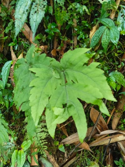 The image provides a close-up view of dense undergrowth on a forest floor in Situm, Papua New Guinea. A single, large, deeply five-lobed, bright green leaf, measuring approximately 25 cm across, dominates the foreground, extending from the bottom center to the middle-right. This leaf exhibits minor tears and insect damage. It partially overlays smaller, vibrant green foliage, including a delicate fern visible beneath its left side. The background is a dense tapestry of various smaller green plants, characterized by diverse leaf shapes and sizes, intertwined with slender brown stems and branches. Scattered throughout the scene, notably in the lower right and upper left, are numerous brown, dried leaves and organic detritus. No human figures, animals, or artificial objects are present. The environment appears naturally lit, consistent with a shaded, humid forest setting.