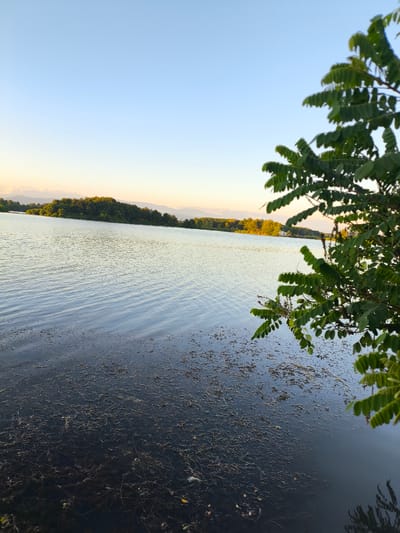 A serene lake scene unfolds under a clear, pale blue sky. The sun is setting, casting a warm, golden glow on the distant treeline and hills. The lake's surface is gently rippled, reflecting the soft light. In the foreground, the water appears darker, with submerged vegetation and debris visible beneath the surface. A vibrant green tree branch, with delicate, compound leaves, frames the right side of the image, its leaves catching the late afternoon light. The overall mood is peaceful and tranquil, evoking a sense of natural beauty and quietude. The time of day is evident from the golden hour lighting. No people, objects, text, or specific activities are visible, suggesting a focus on the natural landscape.