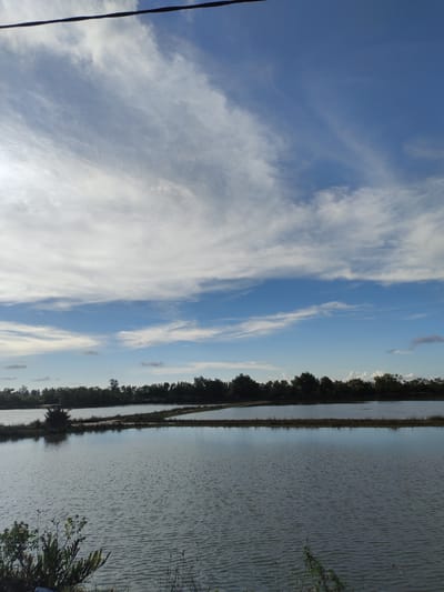 This is a landscape photograph taken outdoors in Teupinkuyun, Indonesia. The image features a wide expanse of calm water, likely a fish farm or rice paddy, with distinct rectangular sections divided by earthen berms. The water reflects the cloudy blue sky above, which is dominated by wispy white clouds stretching across the frame. A line of dense, dark green trees forms a natural horizon in the mid-ground, separating the water from the sky. In the foreground, the edge of the water is lined with dry grasses and some green foliage. A dark, thin cable or wire is visible stretching across the top edge of the photograph, originating from the upper left. There are no people or animals visible in the scene. The overall atmosphere is serene and natural.