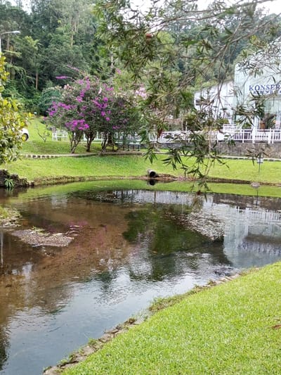 An outdoor scene in Ambositra, Madagascar, depicts a tranquil pond or slow-moving stream bordered by manicured grass. The water, calm and partially reflective, shows some scattered organic debris on its surface. From the right bank, a dark culvert or pipe extends into the water. The immediate foreground features bright green grass on both banks, with the left bank containing a low stone border and a partial paved path leading upwards. A large bush adorned with vibrant purple flowers is centrally located on the left bank, behind which white outdoor seating and tables are visible. Further left, a white vehicle is partially obscured. The background consists of a dense, lush green forest covering a hillside. To the right, a modern building with a white facade and numerous windows is visible, featuring partial text "KONSER" and "KARYA" on its exterior. A white fence or railing runs along the building's perimeter. No individuals are present in the frame. The sky is overcast, contributing to diffused lighting across the environment.