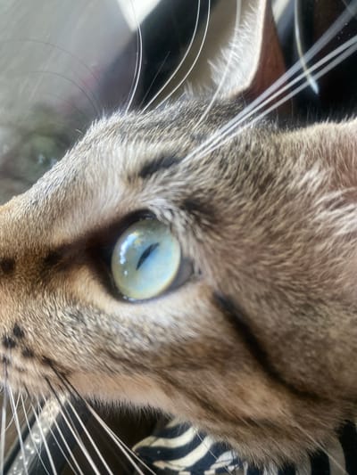 The image shows a close-up of a cat's eye and fur. The cat has green eyes with a black pupil. The fur is a mix of brown, black, and white. The cat is looking to the left, with its whiskers extending outwards. The background is blurry and appears to be indoors. There is no information available about the location in the city of Mas De Moregons, Spain.