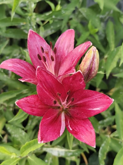 Two vibrant pink lilies are in full bloom against a blurred green leafy background. One lily is fully open, revealing its stamen and pistil, while the other is partially open, showing its petals and a developing bud to its right. The lilies have white streaks on their petals. The overall scene suggests a garden or natural setting. There is no indication of a specific city or location.