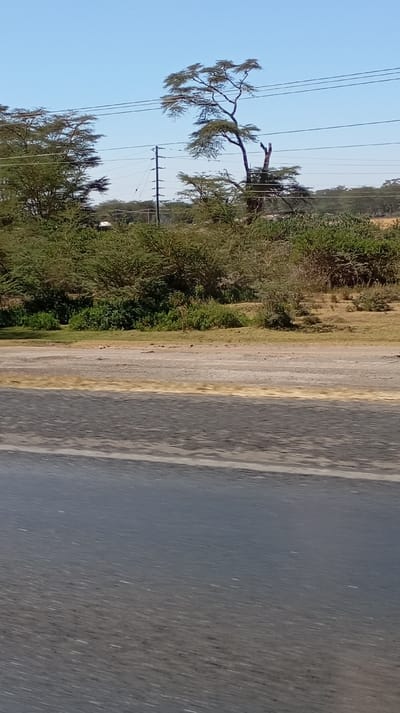 The image captures a sunlit outdoor scene, likely taken from a moving vehicle, depicting a rural or semi-rural landscape. The foreground is dominated by a stretch of asphalt road, which shows motion blur, indicating movement during the capture of the photograph. A pale grey, slightly faded lane marking runs horizontally across the road in the lower mid-section.
Immediately beyond the paved road is a light brown, dusty dirt or gravel shoulder, suggesting a dry environment. This area gradually slopes upwards and transitions into a dense expanse of green foliage. Numerous bushes and smaller trees with vibrant green leaves form a thick natural barrier, with some patches of lighter green grass visible within the shrubbery.
In the mid-ground and background, taller trees with distinctive canopies rise above the bushland. On the left, several large trees with moderate foliage are visible. Towards the upper right, a prominent, somewhat gnarled tree stands tall against the sky, its branches spreading out with a relatively flat, umbrella-like canopy. Another tree stump or broken branch is visible near its base. Several utility poles with power lines strung across them cut horizontally through the upper half of the image, connecting between the trees and against the clear sky. One prominent utility pole is located centrally in the background.
The sky is a clear, bright blue, without any clouds, indicating fair weather and bright daylight conditions. In the distant background, partially obscured by trees and foliage, a small, light-colored object, possibly a building or vehicle, can be faintly discerned. No people or animals are visible in the frame. The overall impression is one of natural landscape along a roadside, perhaps in a savanna-like or semi-arid region.