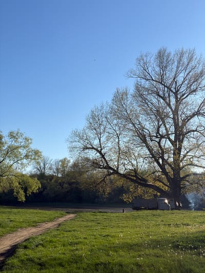 The image captures a rural scene, likely in Staraya Stanitsa, Russia, characterized by a dirt path flanked by a grassy field on one side and a dense tree line on the other. The sky is clear and blue, with a large tree dominating the upper portion of the frame, its bare branches reaching across the sky. In the distance, visible through the tree's branches, is a vehicle, possibly a truck or camper, accompanied by smoke, suggesting activity such as cooking or burning. The grassy field appears to be dotted with white wildflowers. The overall impression is one of a countryside landscape on a clear, sunny day.
