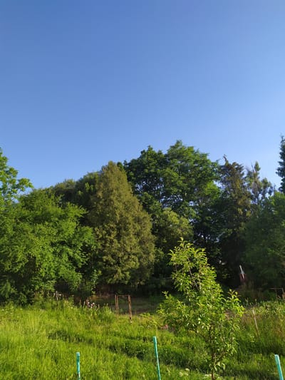 This image depicts a clear, bright blue sky above a dense line of varied green trees and foliage, suggesting an outdoor, natural setting. The trees vary in height and texture, with some appearing as tall conifers and others as broader, leafy deciduous trees. In the foreground, a gently sloping meadow is covered in tall, vibrant green grass. A thin chain-link fence runs horizontally across the middle ground, separating the meadow from a patch of taller, darker vegetation behind it. Scattered within this darker vegetation are a few thin, vertical fence posts, one of which appears to be made of rusted metal and has a gate-like structure attached. In the far right background, a small, white brick structure with a red roof is partially visible amongst the trees. The overall impression is one of a rural or semi-rural environment, likely in or around the city of Turka, Ukraine, given the context. The scene is illuminated by natural sunlight, casting soft shadows and highlighting the lush greenery.