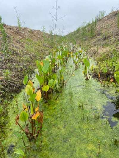 The image depicts a narrow, shallow waterway choked with bright green algae. In the foreground, several plants with broad, green and yellow leaves emerge from the water. The banks of the waterway are lined with dense green vegetation and dry grasses. Beyond the banks, the terrain rises steeply, composed of loose, rocky soil and sparse green plants. The sky above is overcast and grey. The scene is consistent with a natural or semi-natural watercourse within a somewhat disturbed or developing landscape, possibly on the outskirts of a populated area. This image was taken in Mayachnoye, Russia.