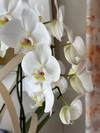 A close-up, vertical shot shows a cluster of white orchid blossoms in soft focus against a blurred background. The flowers, with their delicate petals and yellow and pink centers, hang from green stems. A cream-colored, decorative element is visible in the lower left corner, partially obscuring a dark stem. The background features a light-colored wall with a textured, patterned curtain to the right. The scene appears to be indoors, in a home or greenhouse setting. No specific location in Arles, France can be determined from the image.