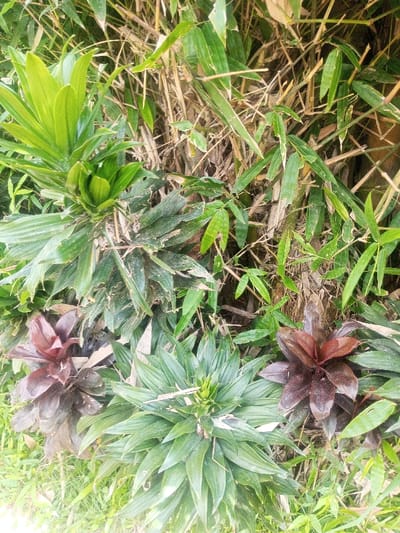 The image displays a close-up of dense vegetation in Đăk Pxi, Vietnam. In the foreground and midground, four distinct broad-leaved plants are present: two vibrant green specimens with strap-like leaves and central new growth (top-left, bottom-center) and two dark reddish-brown specimens with broadly lance-shaped leaves forming compact rosettes (bottom-left, bottom-right). These plants are interspersed with bamboo, which forms the background and exhibits a mix of green leaves and dried, light brown stalks. Light green ground cover is visible at the base of the frame. No individuals, animals, or man-made objects are present. The scene is illuminated by natural daylight.