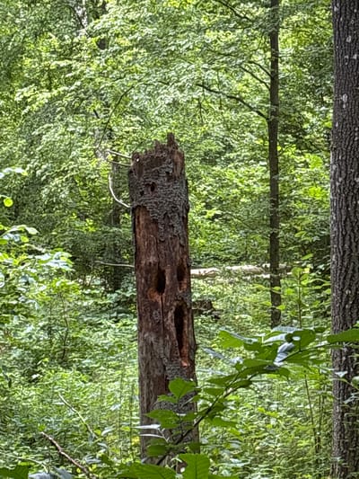 The image depicts a dead, decaying tree trunk with several hollowed-out cavities, standing in a dense forest. The trunk is rough, weathered, and partially covered in lichen. Surrounding the trunk is lush green foliage, with tall trees and undergrowth creating a thick canopy. The lighting suggests it is daytime, with dappled sunlight filtering through the leaves. The image does not provide any information about the city of Kopisk, Poland.