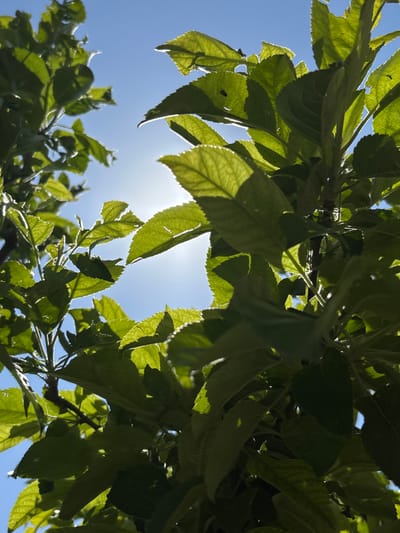A low-angle, close-up shot shows bright green leaves of a tree against a clear blue sky. The sun is visible as a bright, diffused light source behind the foliage, creating a halo effect around the leaf edges and illuminating the veins of some leaves. Some leaves are in sharp focus, revealing their serrated edges and textured surfaces, while others are blurred. A few small insects are visible on the leaves. The image was captured in Jrarat, Armenia.
