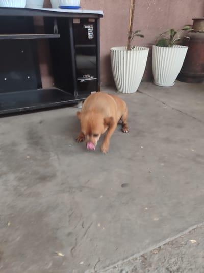 A light brown dog with its tongue out is in the foreground, licking its nose. The dog is on a concrete floor. To the left of the dog is a black entertainment center with shelves. To the right of the entertainment center are two white planters with plants. In the background, to the right of the planters, is a large, brown cylindrical object, possibly a gas tank. The scene appears to be outdoors, possibly on a patio or porch, with a reddish-brown wall in the background.